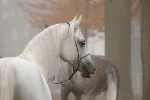Arabian thoroughbred