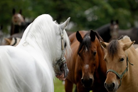 Arabian thoroughbred