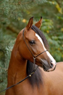 Arabian thoroughbred