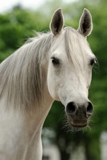 Arabian thoroughbred