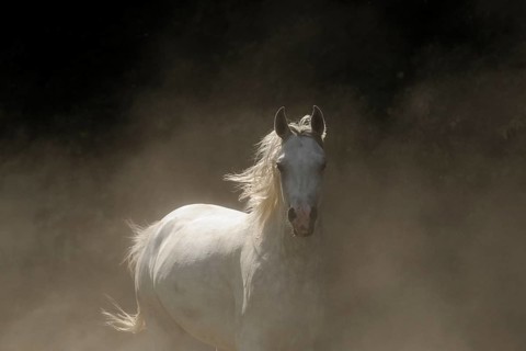 Arabian thoroughbred