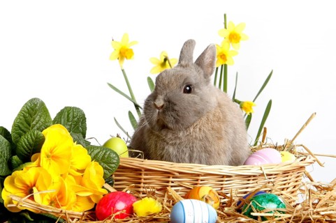 Dwarf rabbits