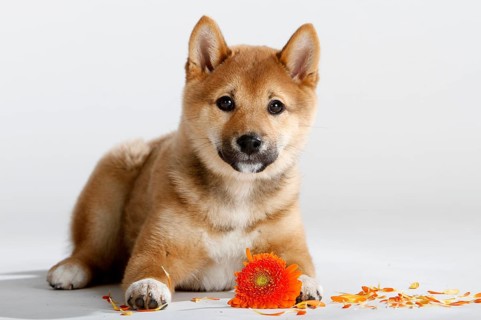 Shiba-Inu