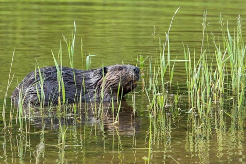 Canadian beaver