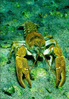 Austropotamobius torrentium