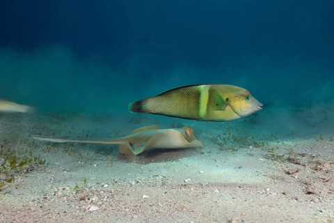 Bluespotted ribbontail ray