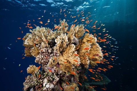 Harem flagfish and fire coral