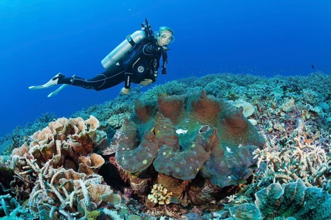 Killer mussel in reef