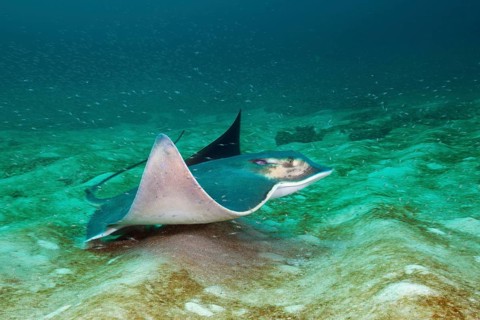 Bat ray