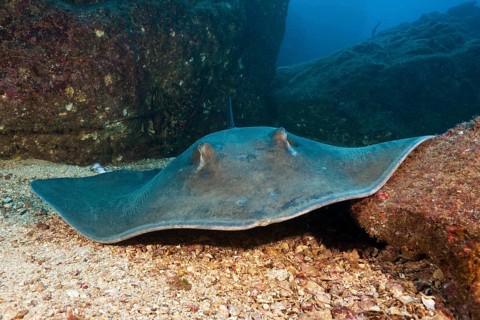 Diamond Stingray
