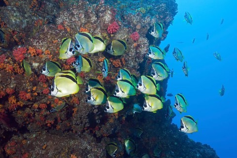 Shoal of Barberfish