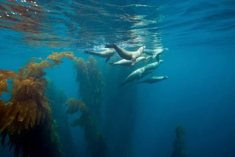 California sea lions