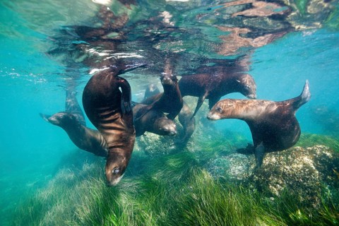 California sea lions