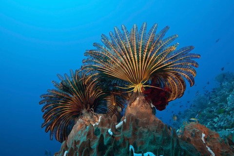 Feather stars in the current