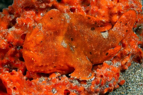 Orange-spotted frogfish