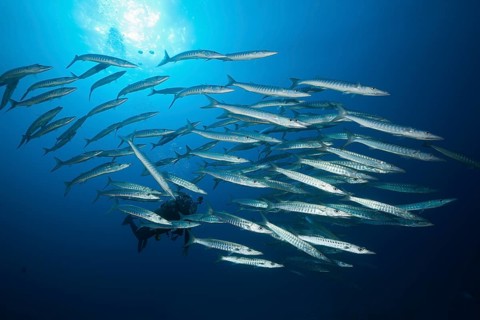 Shoal of darkfin barracuda