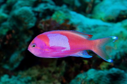 Square-spotted anthias