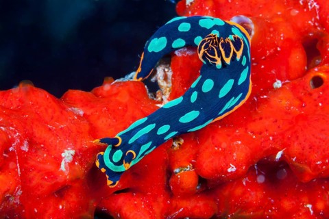 Neon star snail
