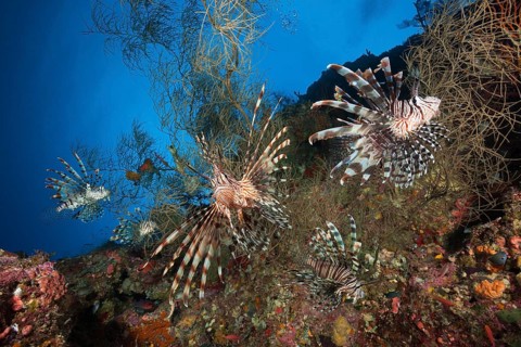 Lionfish