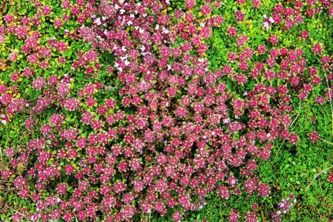 Arctic thyme