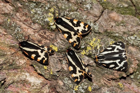 Wood Tigers