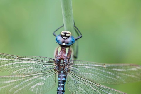 Hairy dragonfly