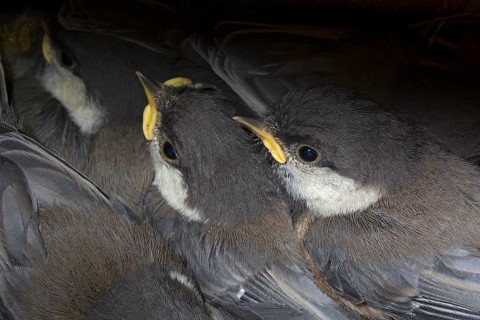 Grey-headed Chickadee