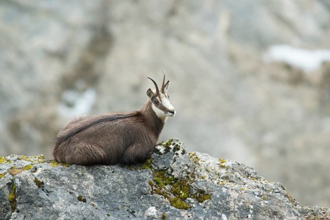 Chamois