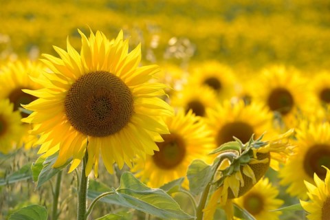 Sunflowers