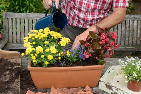 Planting summer flowers in plant pots