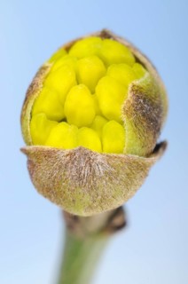 Cornelian cherry