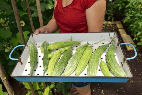 Woman harvesting bitter melons