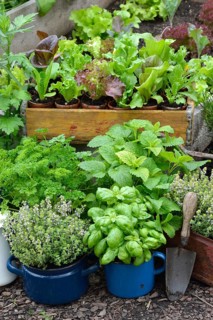 Various herbs in old bowls and cups
