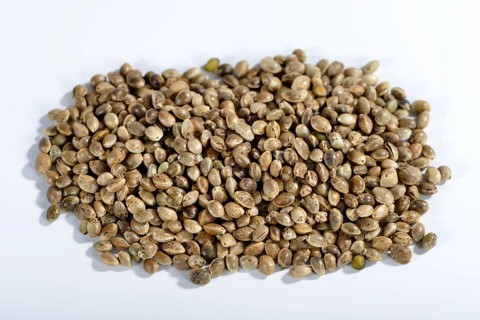 Ordinary hemp