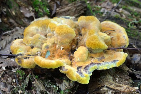 Velvet-top fungus