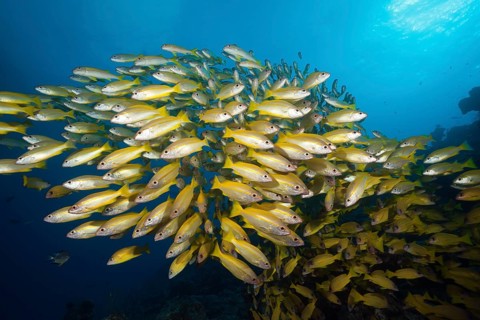 Shoal of bigeye snapper