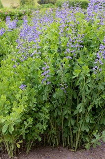 Blue wild indigo