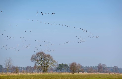 White-fronted goose