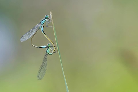 Blue-tailed damselfly