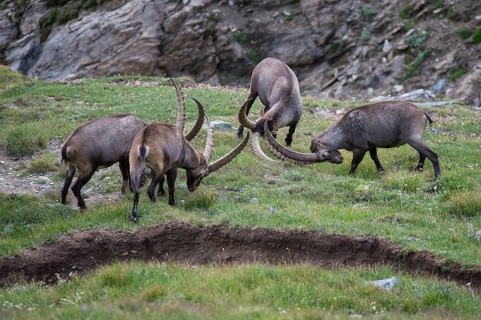 Alpine ibex
