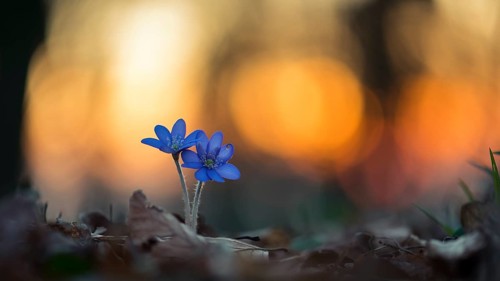 Liverwort
