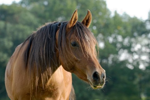 Arabian thoroughbred