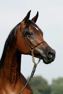 Arabian thoroughbred