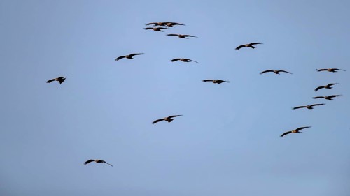 Black kites