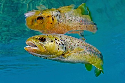 Brown Trout