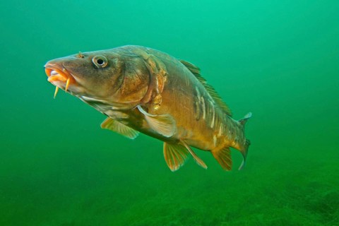 Mirror carp
