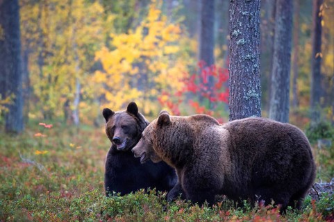 Brown bear