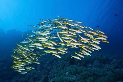 Shoal of yellowfin mullet