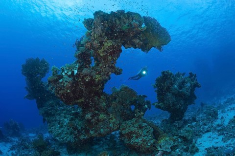 Diver and coral formation