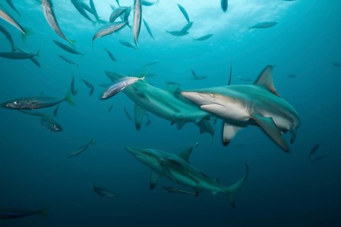 Blacktip Sharks